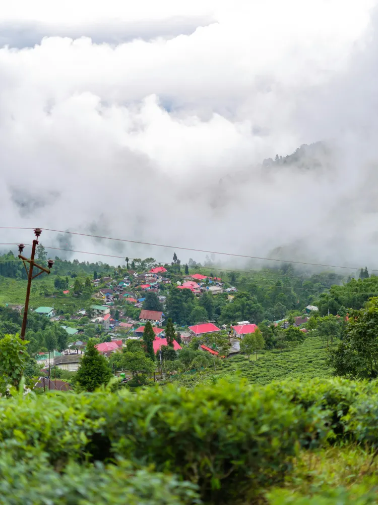 Darjeeling Trails