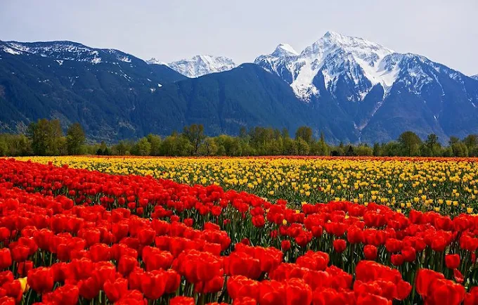 Romantic Kashmir Retreat I Couple Package I 3N 4D