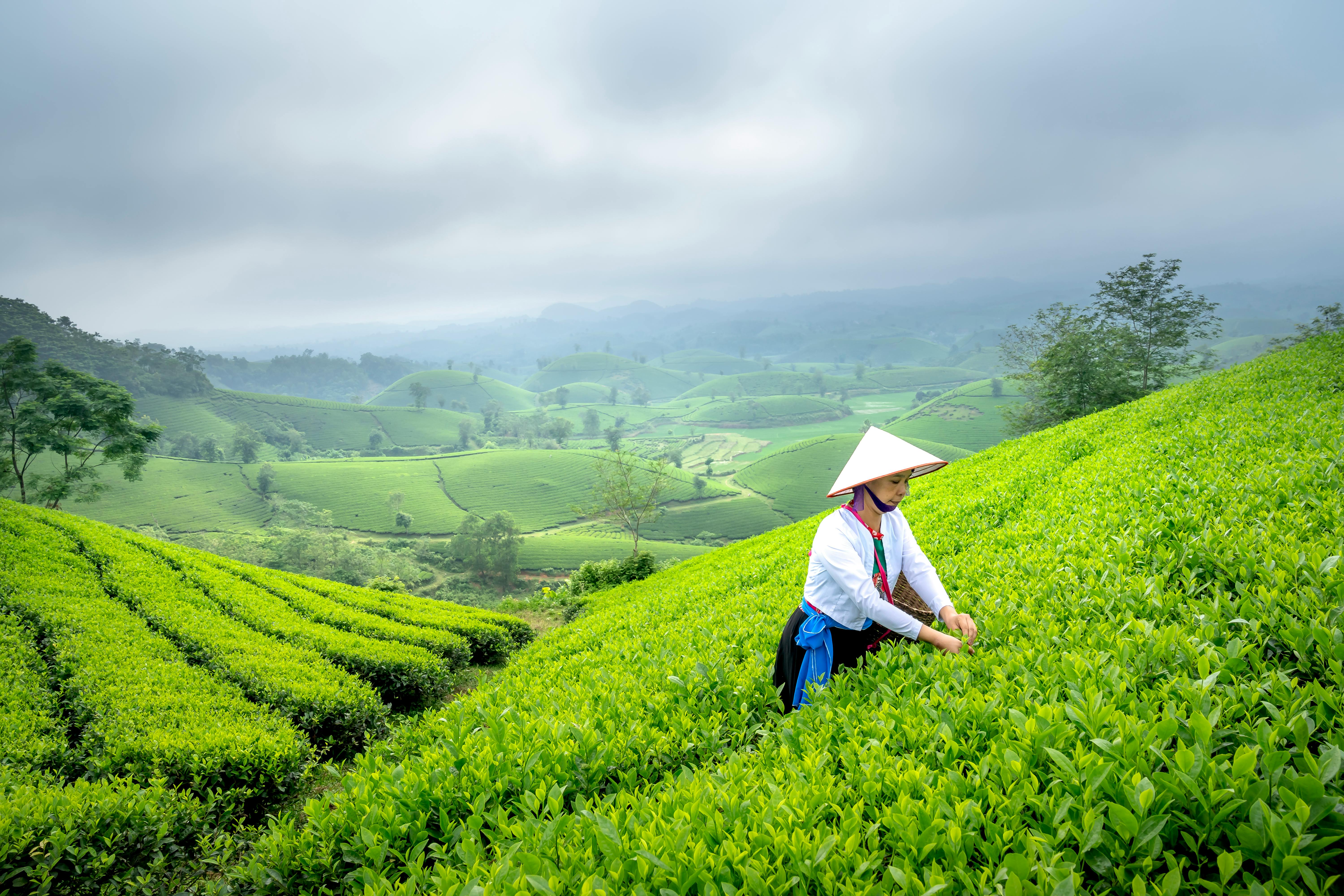 Darjeeling Serenity