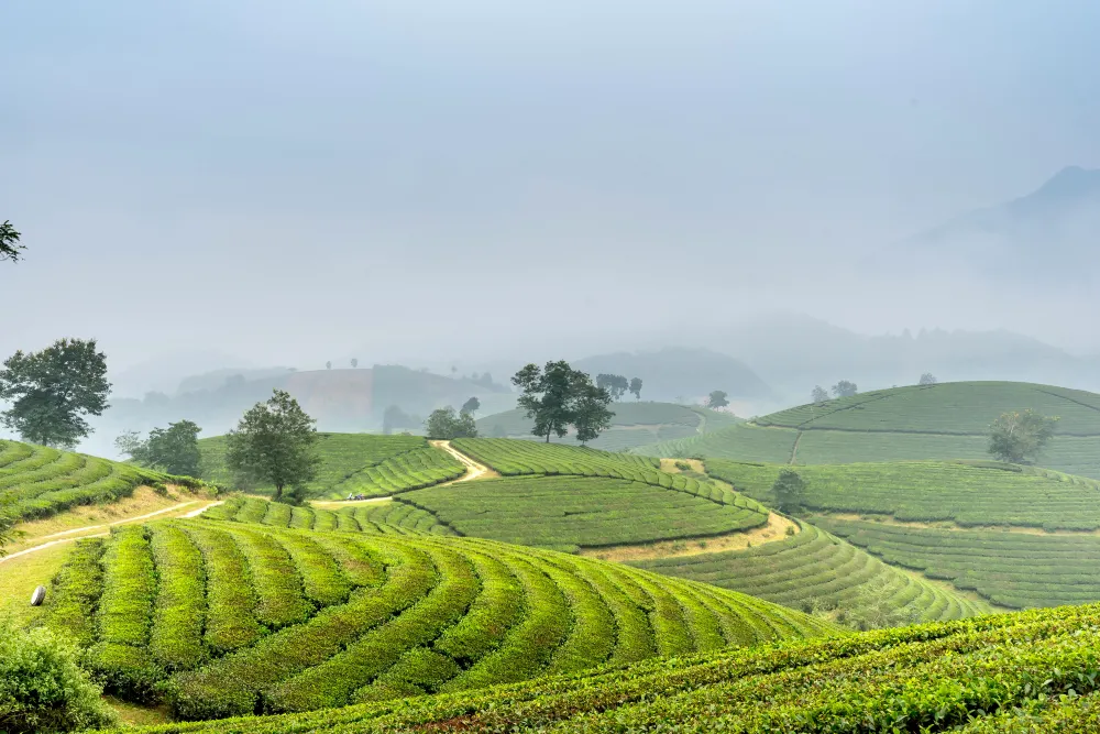 Darjeeling Serenity