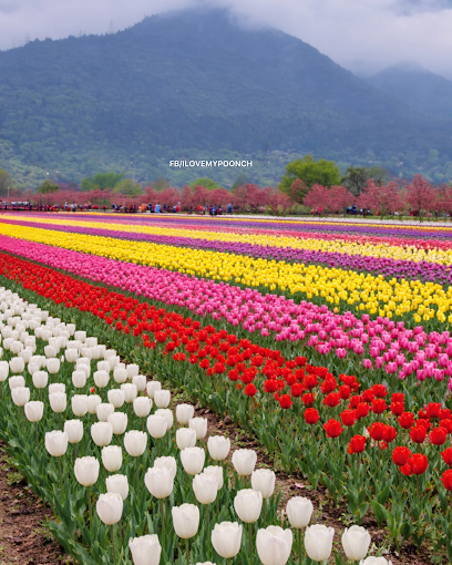 Kashmir Family Treasure Tour