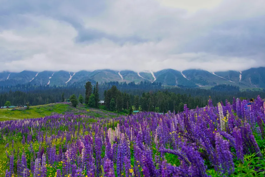 Kashmir Hidden Gems Tour